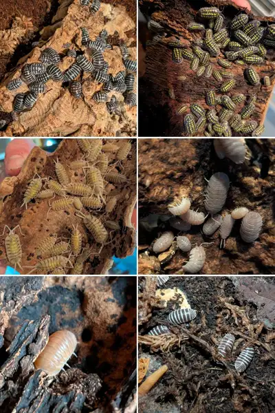 Isopods for sale/trade!, View more