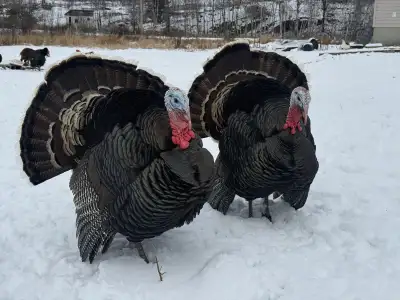 Four toms and three hens available. Hatched in May 2025. Very healthy and vigorous. Birds from same...