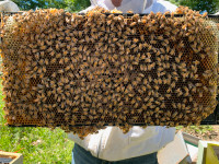 Honey Bee Nuc Colony Mid-May