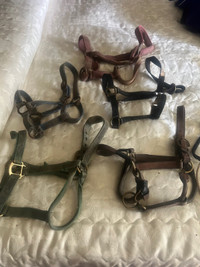 Horses equipment 
