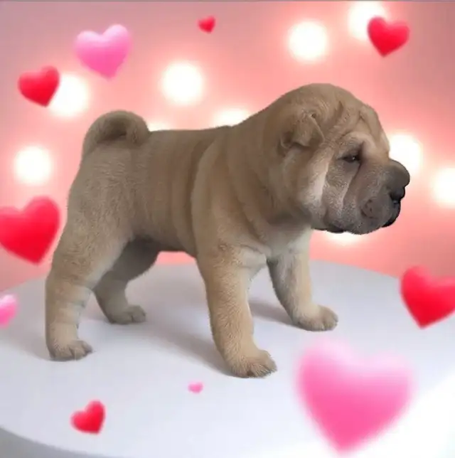 Chinese Shar-Pei Female Puppies in Dogs & Puppies for Rehoming in Mississauga / Peel Region - Image 3