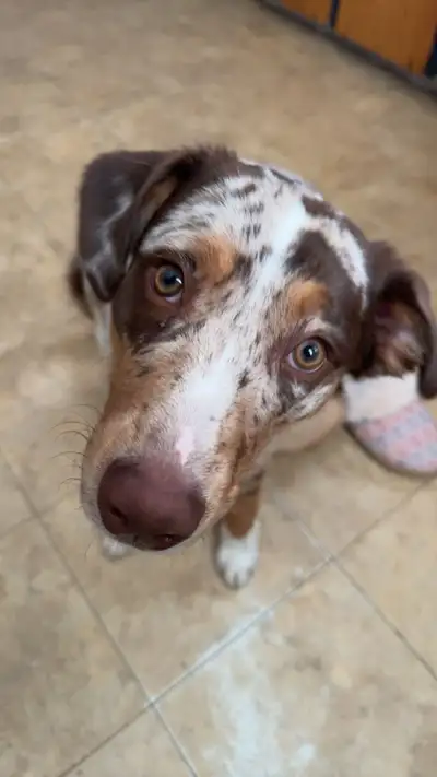 1 year old Australian Shepherd, View more
