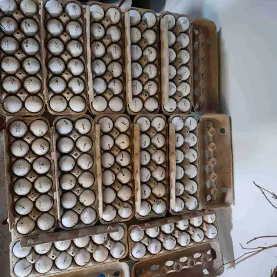 CHEAP GOLF BALLS TopFlight, Wilson, Noodle,Pinnacle,Ultra , View more