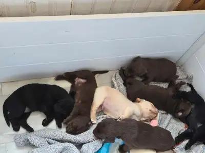 Beautiful lab puppies ready to go to their for ever home april 11,2025 all puppies will cone with a...