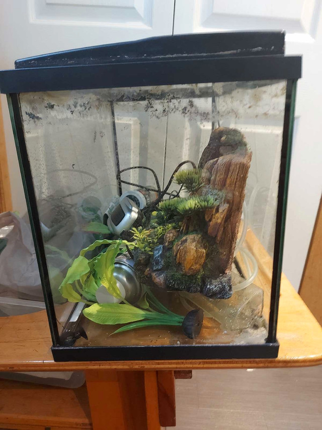 10 gallon aquarium with lots of accessories in Fish for Rehoming in Cole Harbour - Image 2