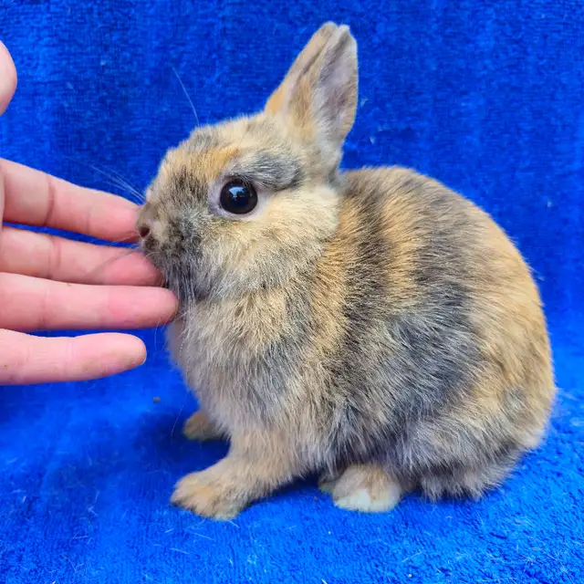 EXTRAODINAIRE BÉBÉ lapin nain néerlandais mâle *MALE BABY BUNNY in Small Animals for Rehoming in City of Montréal - Image 5
