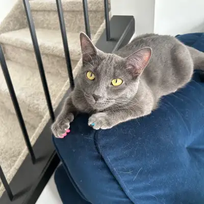 1 year old cat to rehome, View more