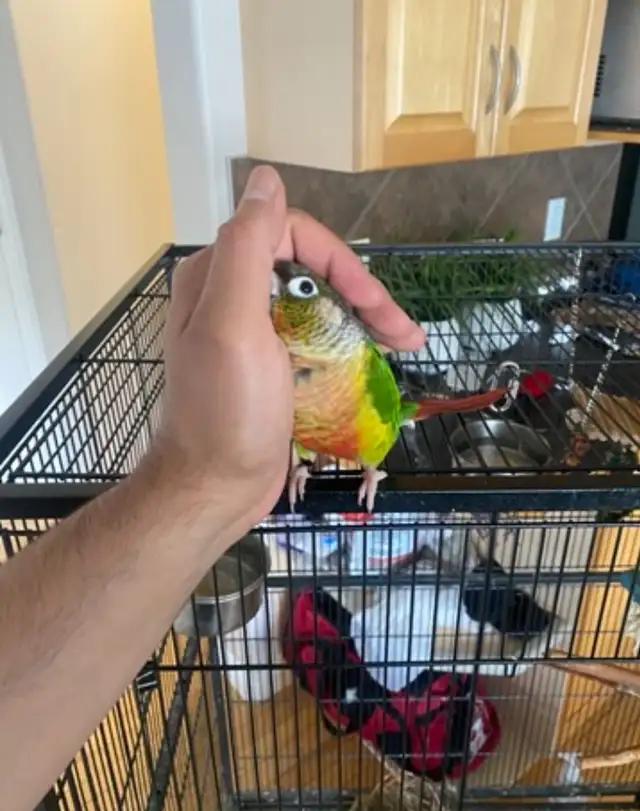 Two Conure Parrots - Only $450 in Birds for Rehoming in Calgary - Image 9