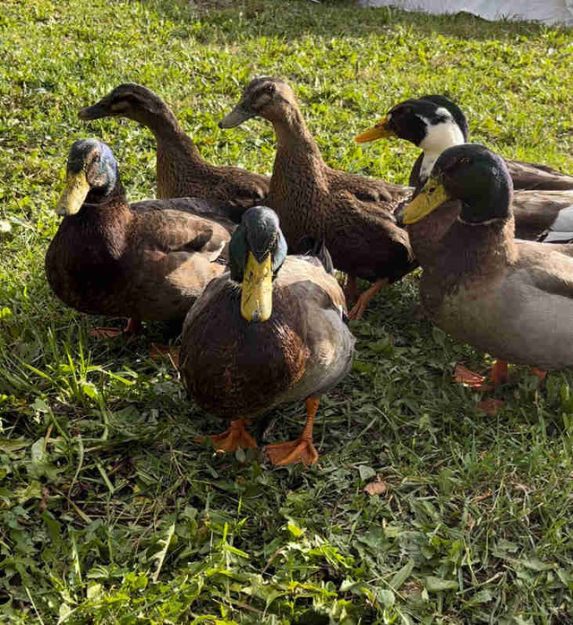 Ducks for sale in Birds for Rehoming in North Bay