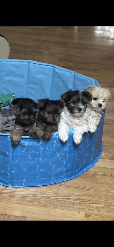 Morkies (Maltese/ Yorkie), View more