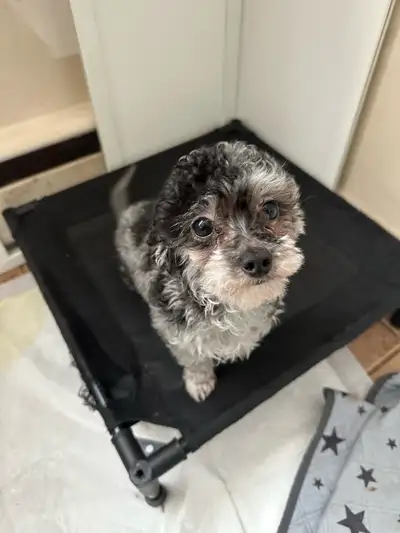 Meet this adorable tiny poodle girl with a super sweet personality! This little girl is looking for...