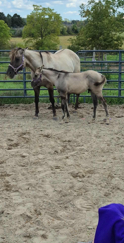 Weanling Grullo Colt For Sale or Trade, View more