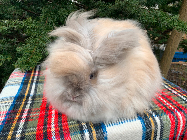 Pedigreed English Angora Rabbits in Small Animals for Rehoming in City of Toronto