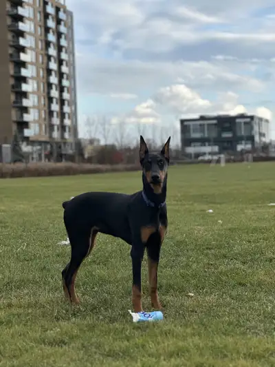 Doberman Pinsher, View more