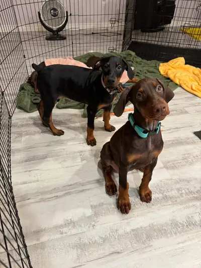 Doberman puppies, View more