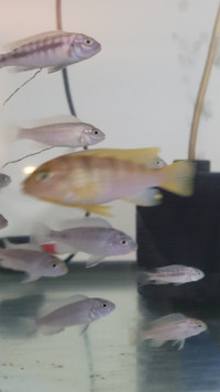 Cichlid Fish Babies for SALE!