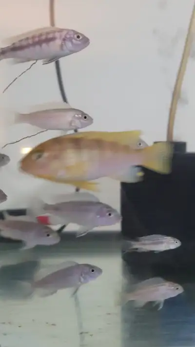 One of my big Cichlid tank had babies. They are mixed. They are too many in the tank so I'm selling...