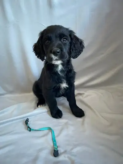 1 Golden Retriever x Springer Spaniel Puppy Left-Ready to Go, View more