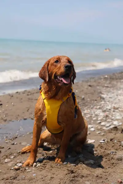 7 month old Goldador- Health Tested parents, View more