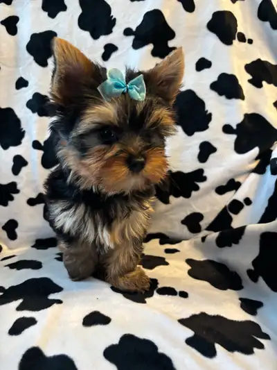 Yorkie Puppys CKC Registerd , View more