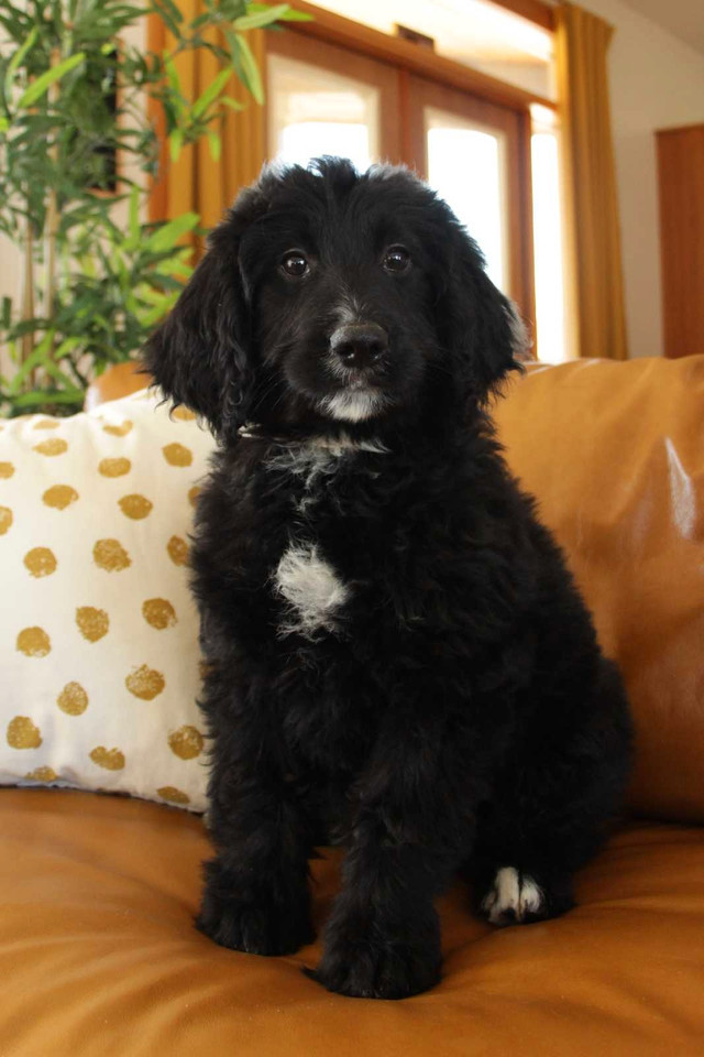 F1 Tuxedo midsize Bernedoodle puppies  in Dogs & Puppies for Rehoming in Kelowna - Image 4