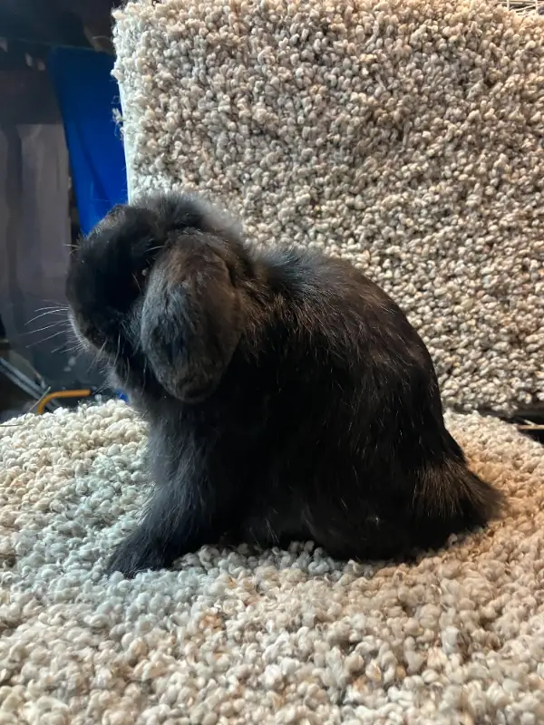 Bébés lapins nains béliers hollandais * baby Holland lop bunnies in Small Animals for Rehoming in City of Montréal - Image 3