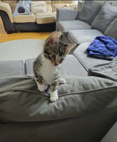 Bengal mix chaton / kitten, View more