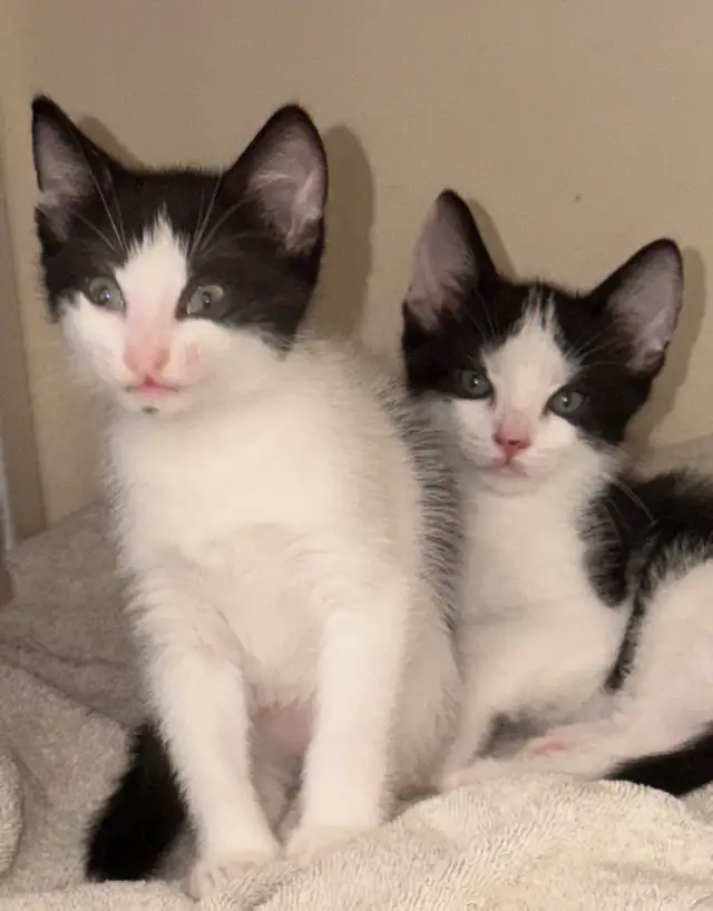 Kittens-   pest control lineage in Cats & Kittens for Rehoming in Delta/Surrey/Langley - Image 7