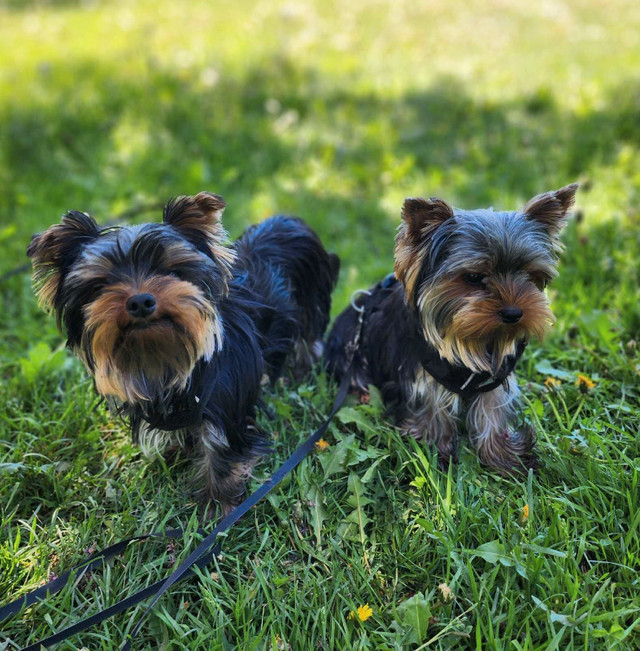 Purebred Yorkshire Terrier, Yorkie Baby Face dans Chiens et chiots à adopter  à Ville de Montréal - Image 4