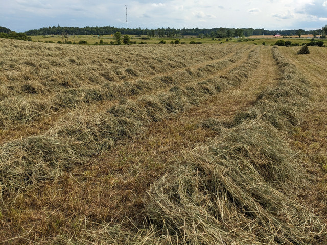 2023 1st Cut Small Square Hay Bales  in Equestrian & Livestock Accessories in Renfrew - Image 3