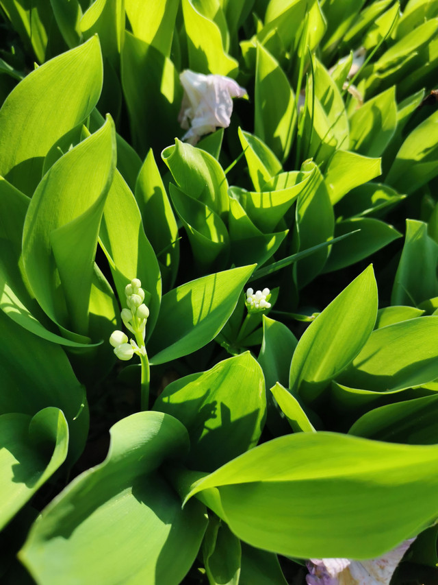 Lily of the valley plants in Plants, Fertilizer & Soil in St. Catharines - Image 2