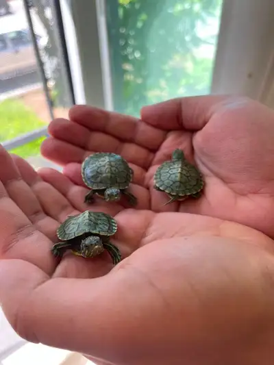 Newborn Red-Eared Slider Turtles for Rehoming, View more