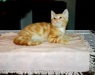 Orange kitten, View more