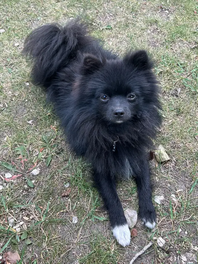 Pomchi puppies in Dogs & Puppies for Rehoming in Winnipeg - Image 7