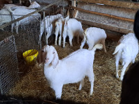 chèvres  -  goats