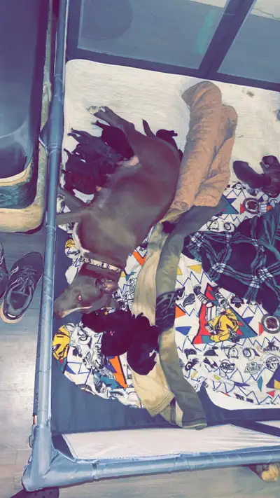 One gray male pup And one brindle male pub