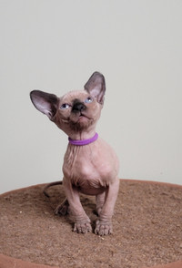 Sphynx kittens . Tica registered