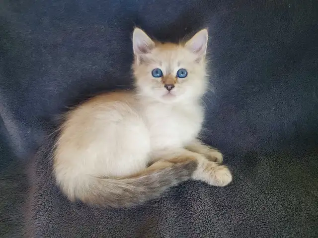 Hypoallergenic Siberian Kittens