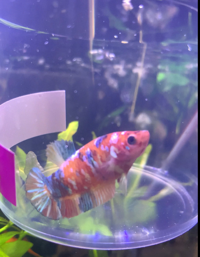 Koi Galaxy Betta $30 in Fish for Rehoming in Leamington - Image 2