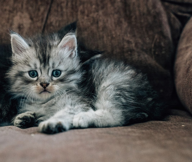 Maine Coon Kittens for Sale in Cats & Kittens for Rehoming in Belleville - Image 3