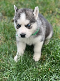 Purebred Husky puppies (Blue Eyes)  1 boy & 2 girls left❤️