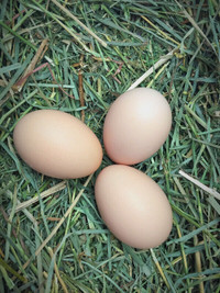 Black Australorp Hatching Eggs, Organic Raised Heritage Breed