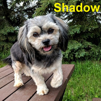 Adorable Adult Small Breed Dogs for Adoption