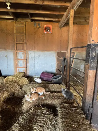 farm kittens , View more