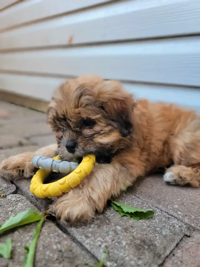 shi-poo puppies in Dogs & Puppies for Rehoming in Leamington - Image 6