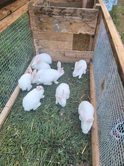 6 weeks old New Zealand rabbits 5 females 5 males they are eating and drinking on their own Location...