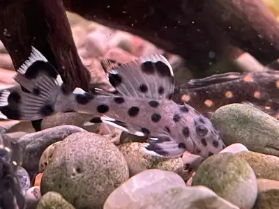 L264 Sultan Pleco, View more