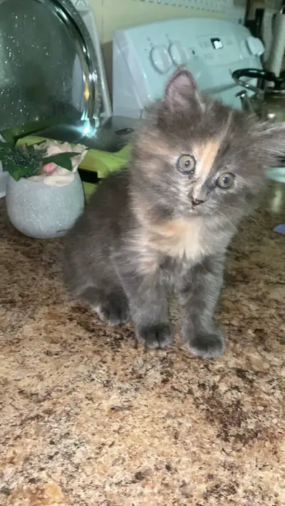 Female kitten , View more