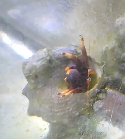 FREE: hermit crabs for saltwater, View more