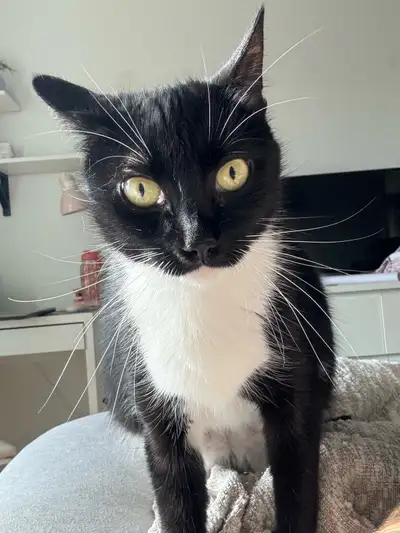 Chatte d'environ 8 ans. Elle s'appelle Minnie, nous lui cherchons une nouvelle famille puisque nous...